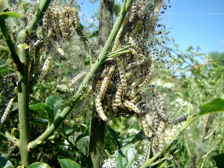 spindle ermine